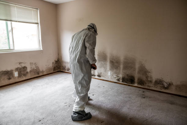 Best Certified Mold Removal  in Lebanon, OR