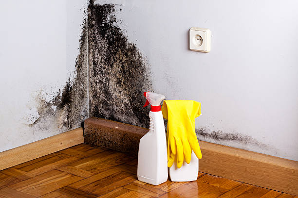Best Affordable Mold Removal  in Lebanon, OR