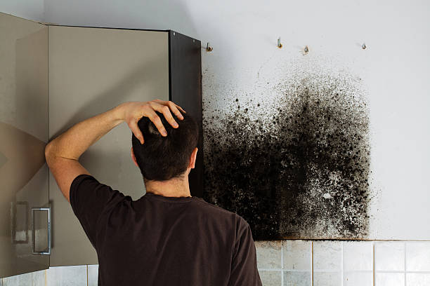 Best Black Mold Removal  in Lebanon, OR