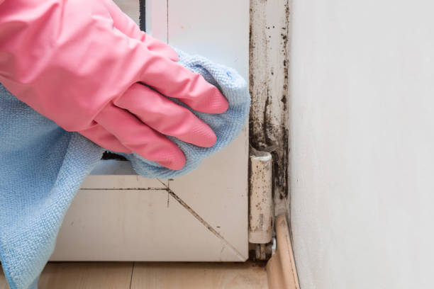 Best Fast Mold Removal  in Lebanon, OR