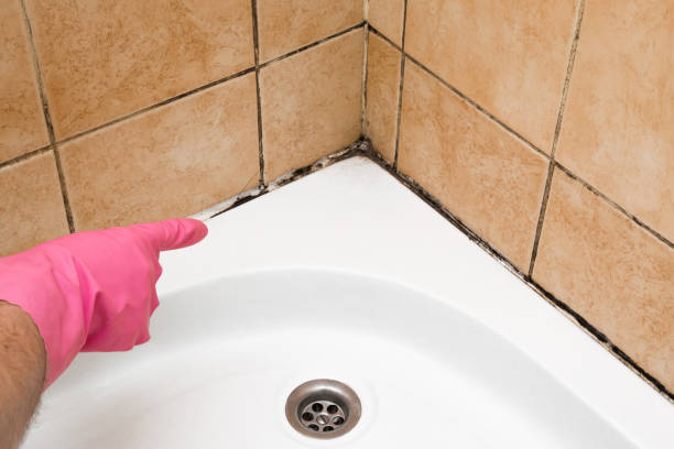 Best Commercial Mold Removal  in Lebanon, OR