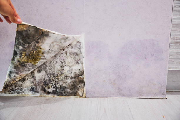 Best Residential Mold Removal  in Lebanon, OR